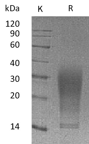 IL-13 Protein, Mouse, Recombinant (aa 22-131, His)