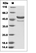 Dengue virus (DENV) (type 2, strain New Guinea C/PUO-218 hybrid) E/Envelope Protein (aa 247-675, His)