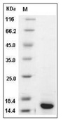 S100A9 Protein, Human, Recombinant (His)