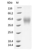 M-CSF/CSF1 Protein, Mouse, Recombinant