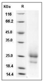 TSLP Protein, Mouse, Recombinant (His)