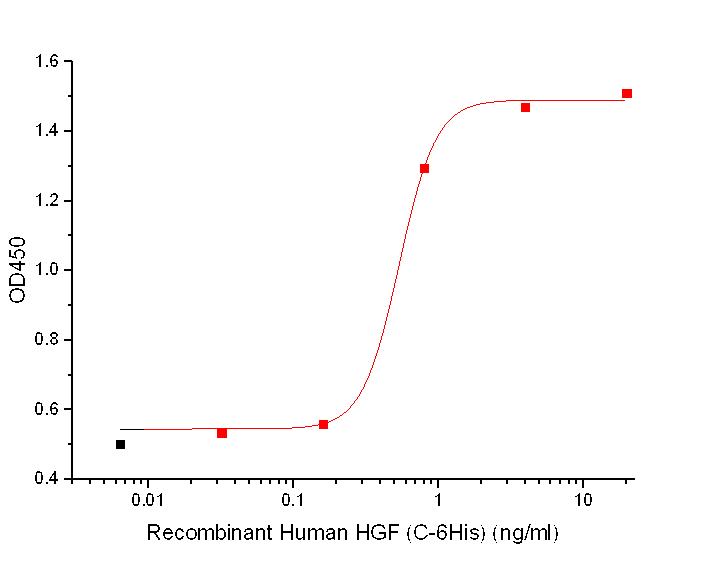 HGF Protein, Human, Recombinant (His)