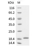 G-CSF Protein, Human, Recombinant