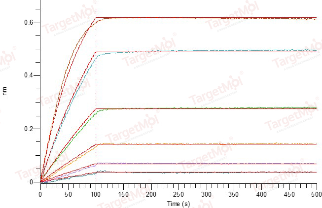 4-1BB Ligand/TNFSF9 Protein, Human, Recombinant (His)