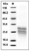 Cripto Protein, Human, Recombinant (His)