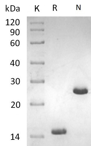 Activin A Protein, Human, Mouse, Rat, Cynomolgus, Rhesus, Recombinant