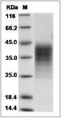 LIF Protein, Human, Recombinant (His)