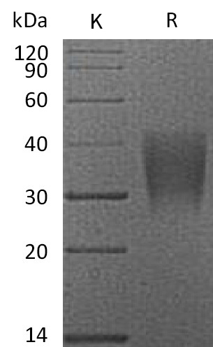 CD28 Protein, Human/Cynomolgus, Recombinant (His)