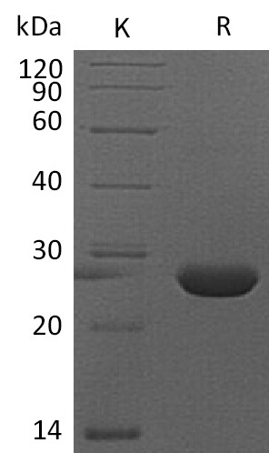 FGF-9 Protein, Mouse, Recombinant (His)