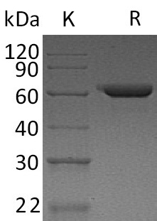 NovoNectin Protein, Human, Recombinant