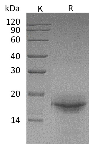 IL-33 Protein, Mouse, Recombinant