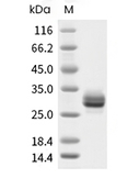 Noggin/NOG Protein, Human, Recombinant