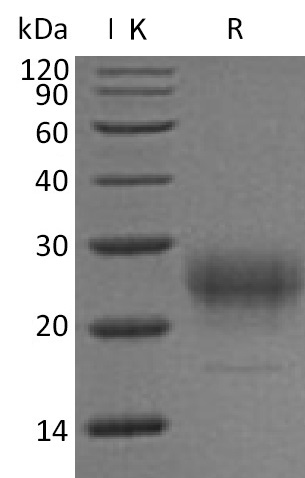 IL-7 Protein, Mouse, Recombinant (His)