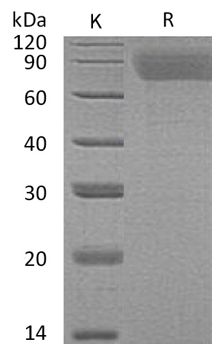 TPO Protein, Human, Recombinant (His)