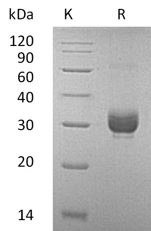 Noggin/NOG Protein, Mouse, Recombinant (His)