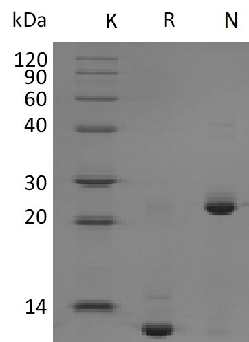 TGF beta 2 Protein, Mouse/Rat, Recombinant