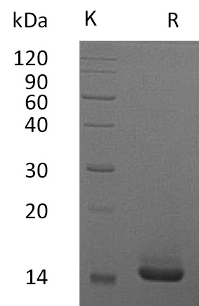 GM-CSF/CSF2 Protein, Human, Recombinant (E. coli)