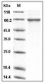 TGFBI Protein, Human, Recombinant (His)