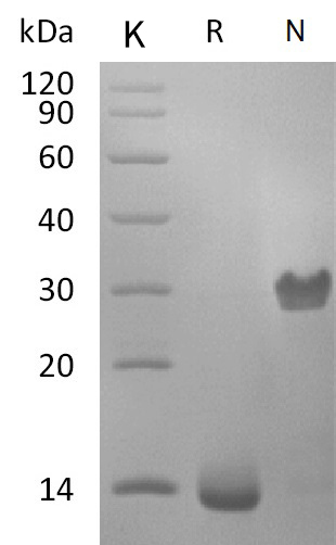 PDGF-BB Protein, Human, Recombinant