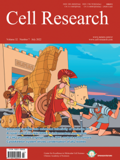 The structure of erastin-bound xCT–4F2hc complex reveals molecular mechanisms underlying erastin-induced ferroptosis