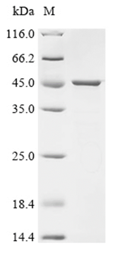 DHODH Protein, Human, Recombinant (His)