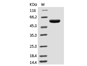 SARS-CoV-2 Spike RBD Protein (hFc)