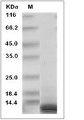 CXCL10 Protein, Human, Recombinant