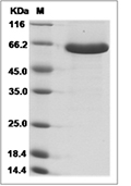 SEMA3A Protein, Mouse, Recombinant (His)