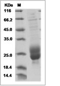 M-CSF/CSF1 Protein, Human, Recombinant