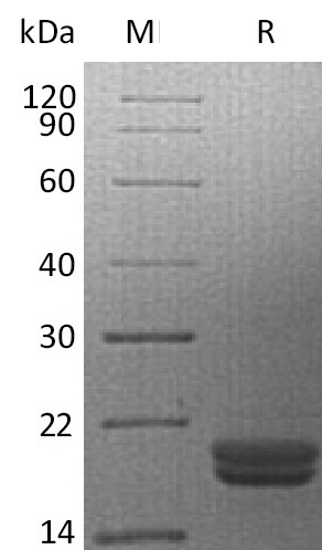 IL-16 Protein, Human, Recombinant