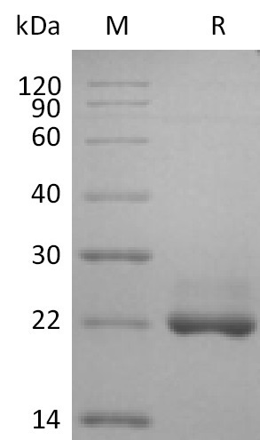 BAFF/TNFSF13B Protein, Human, Recombinant (His)