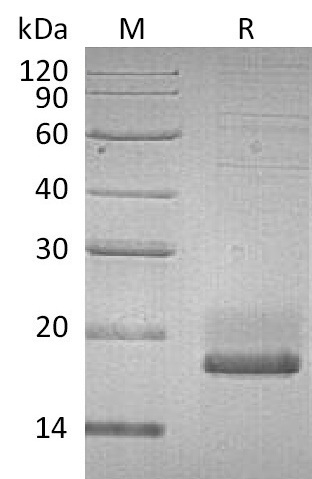 SUMO3 Protein, Human, Recombinant (HEK293, His)