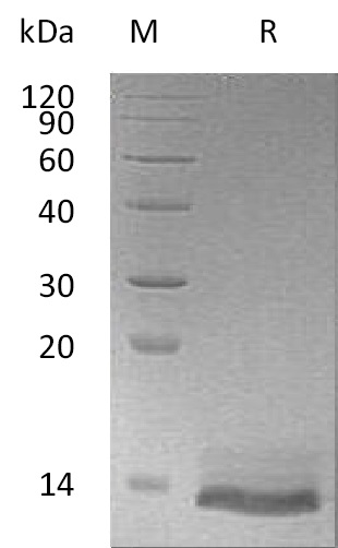 Osteocrin Protein, Human, Recombinant (His)