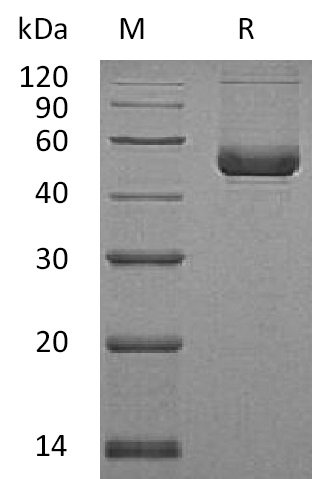 Serpin E2 Protein, Human, Recombinant (His)