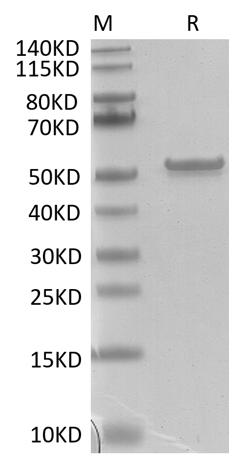 SARS-COV-2 Nucleocapsid Protein (His & Avi), Biotinylated