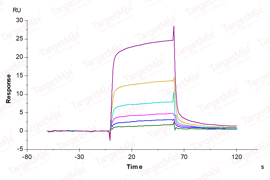 TGFBR1 Protein, Human, Recombinant (mFc & Avi)