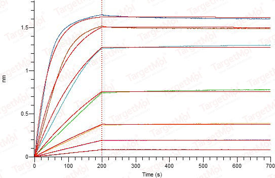 BAFF/TNFSF13B Protein, Human, Recombinant (His)