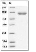 LBP Protein, Human, Recombinant (His)