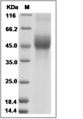 CD19 Protein, Human, Recombinant (His), Biotinylated