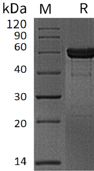 MMP-3 Protein, Human, Recombinant (His)