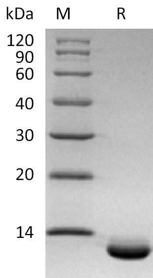 CXCL6 Protein, Human, Recombinant (His)