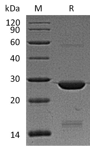 BAG2 Protein, Human, Recombinant (His)