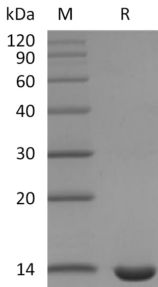 Leptin Protein, Mouse, Recombinant