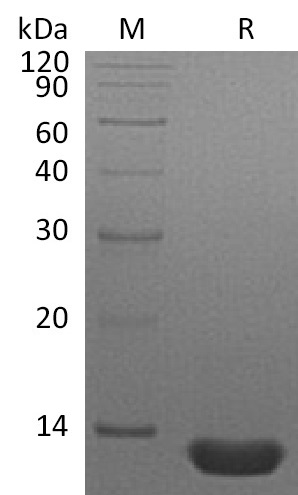 MIP-1 alpha/CCL3 Protein, Human, Recombinant