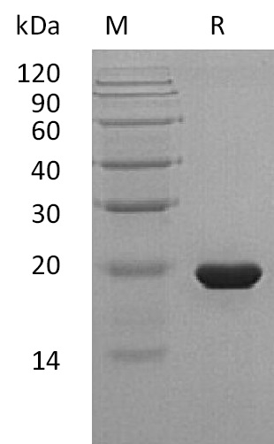 SHH Protein, Human, Recombinant (C24II)