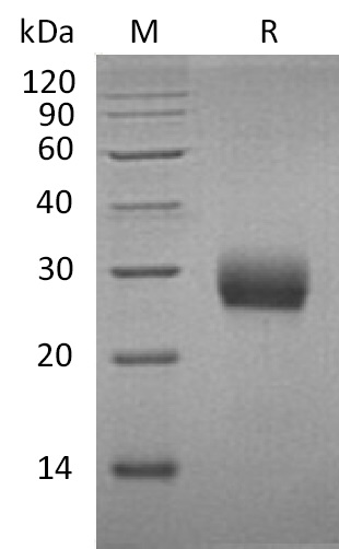 RANK/TNFRSF11A Protein, Mouse, Recombinant (His)