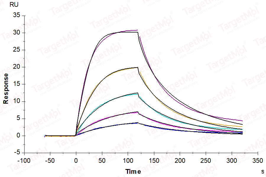 BAFF/TNFSF13B Trimer Protein, Human, Recombinant (His & Flag)